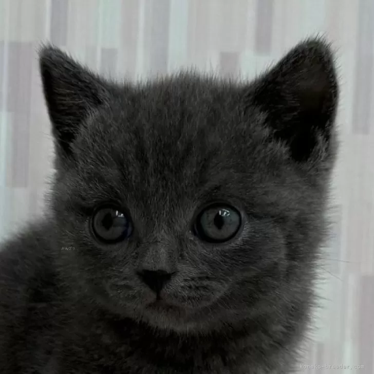 ID：2412-00651の子猫