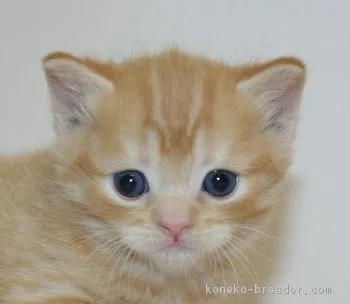 ID:1811-01379の子猫