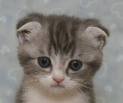 ID：1404-00195の子猫