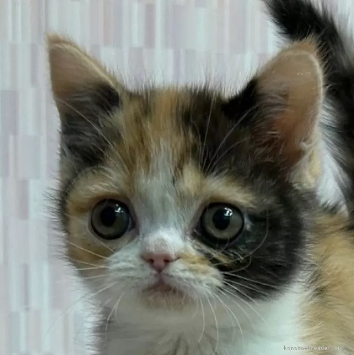 ID:2402-00862の子猫