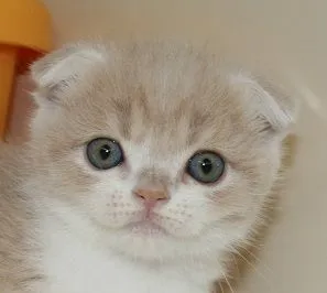 ID:1610-00528の子猫