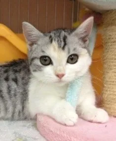 ID:1305-00005の子猫
