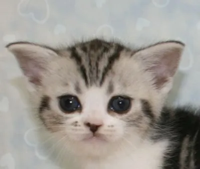 ID：1412-00137の子猫