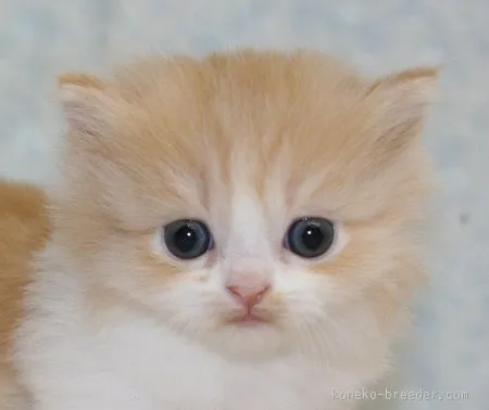 マロン 様のお迎えした子猫