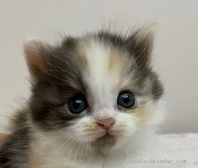 ID：2004-02016の子猫