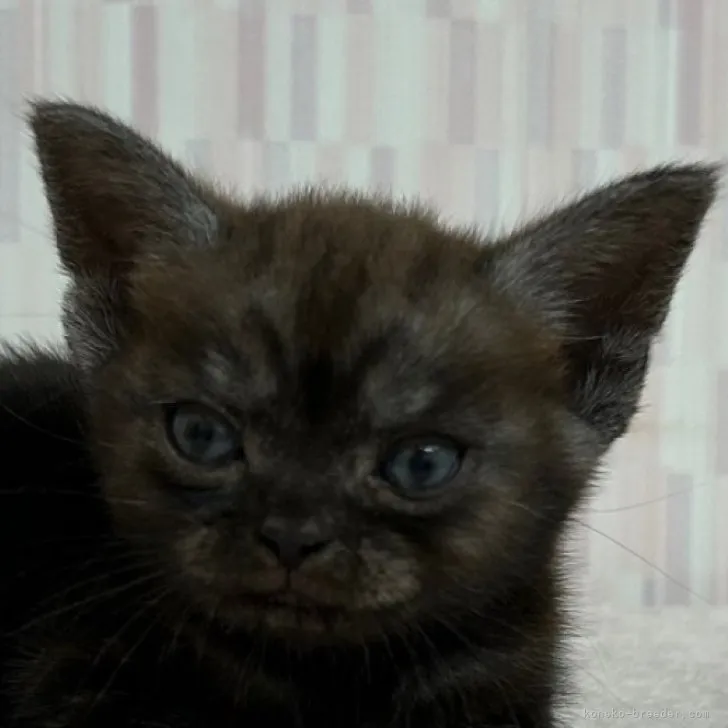 ID:2310-01368の子猫