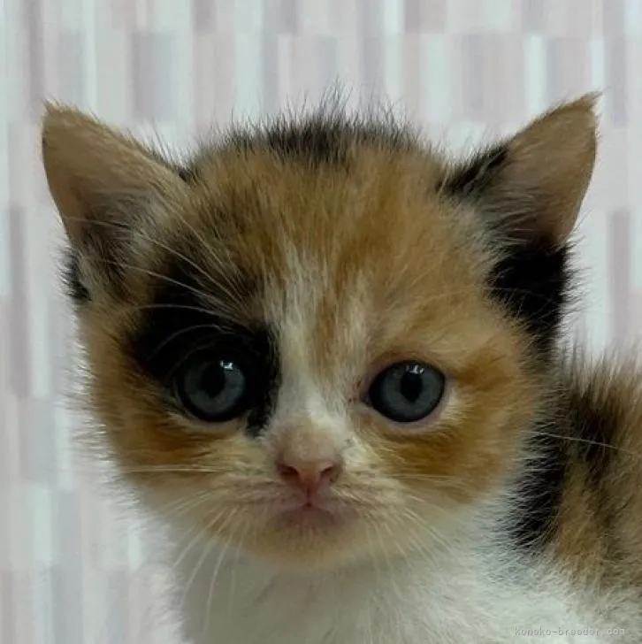 ID：2207-02124の子猫