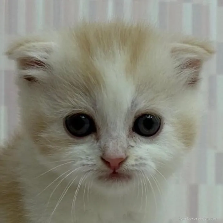 ID:2211-00564の子猫