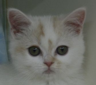 マンチカン【千葉県・女の子・2014年10月12日・クリームタビー&ホワイト バン（ショートヘア）】の写真「足長タイプの女の子！美人さんです！！」