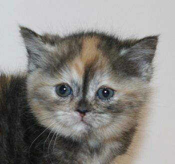 マンチカン(長足)【千葉県・女の子・2019年10月12日・トーティーシェル（ショートヘア）】の写真「足長の女の子ちゃん！」