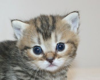 ミヌエット【千葉県・女の子・2018年10月3日・ブラウンパッチドタビー】の写真「超・短足ちゃん!」