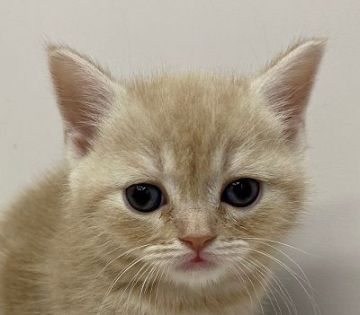 スコティッシュフォールド【千葉県・女の子・2020年3月8日・クリームタビー（ショートへア）】の写真「予約制で個別に見学できます。」