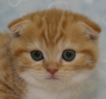 スコティッシュフォールド【千葉県・女の子・2013年9月4日・レッドタビー&ホワイト（ショートヘア）】の写真「ご予約受付中です！」