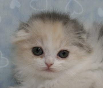 スコティッシュフォールド【千葉県・女の子・2013年10月6日・ダイリュートキャリコ（ロングヘア）】の写真「ロングヘアです！」