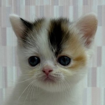 ミヌエット【千葉県・女の子・2024年7月23日・キャリコ バン（ショートヘア）】の写真「ペチャ顔の乙女ちゃん‼︎」