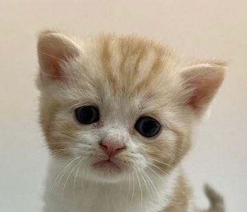 スコティッシュフォールド【千葉県・男の子・2021年9月1日・レッド タビー&ホワイト（ショートヘア）】の写真「ハイブリッド交配のスコちゃんです！」