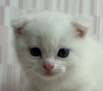 スコティッシュフォールド【千葉県・女の子・2022年3月9日・ホワイト（ショートへア）】の写真「純白・オッドアイの耳折れちゃんです！」