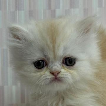 ミヌエット【千葉県・女の子・2022年11月24日・カメオタビー&ホワイト（ロングヘア）】の写真「ペチャ顔の乙女ちゃんです！」