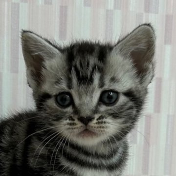 アメリカンショートヘア【千葉県・女の子・2023年2月12日・シルバータビー】の写真「綺麗なお顔立ちの女の子です！」