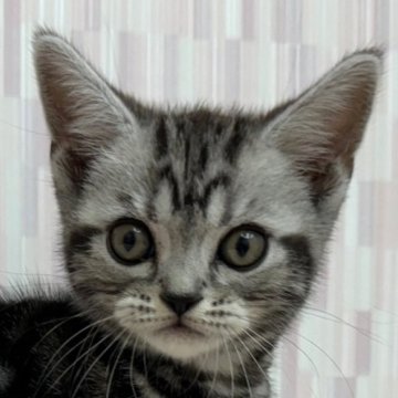 アメリカンショートヘア【千葉県・男の子・2023年9月20日・シルバータビー】の写真「優秀血統の ハンサムボーイ君です！」