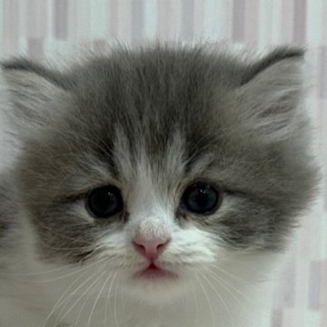 ミヌエット(長足)【千葉県・男の子・2024年5月11日・ブルータビー&ホワイト（ロングヘア）】の写真「ロングヘアのイケニャン君です！」