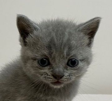 ブリティッシュショートヘア【千葉県・男の子・2020年7月22日・ブルー】の写真「パパはACCグランドチャンピオン!!」