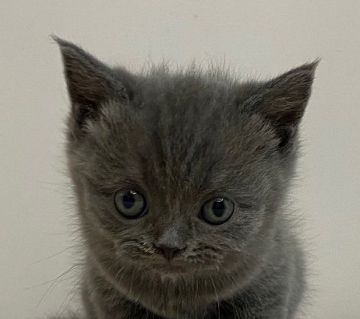 ブリティッシュショートヘア【千葉県・男の子・2021年2月5日・ブルー】の写真「パパはACCグランドチャンピオン!!」