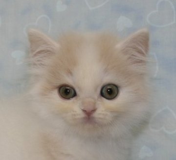 スコティッシュフォールド【千葉県・男の子・2014年9月8日・クリームタビー&ホワイト（ロングヘア）】の写真「立ち耳の美少年！」