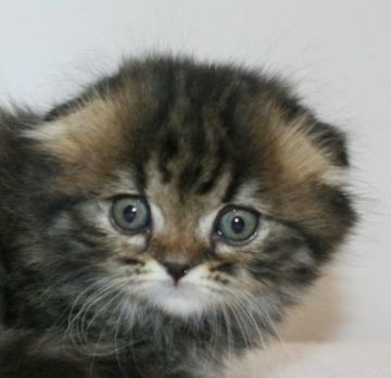 スコティッシュフォールド【千葉県・女の子・2019年11月16日・ブラウンパッチドマッカレルタビー（ロングヘア）】の写真「ハイブリッド交配のスコちゃんです！」