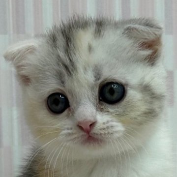 スコティッシュフォールド【千葉県・女の子・2024年7月24日・キャリコ（ショートヘア）】の写真「まん丸顔の折れ耳ちゃん！」