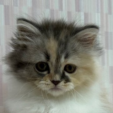 スコティッシュフォールド【千葉県・女の子・2024年5月17日・ダイリュートキャリコ（ロングヘア）】の写真「人気のカラーの立ち耳女子！」