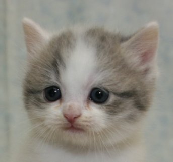 スコティッシュフォールド【千葉県・男の子・2014年10月2日・ブルータビー&ホワイト バン（ショートヘア）】の写真「立ち耳のイケメン君！」