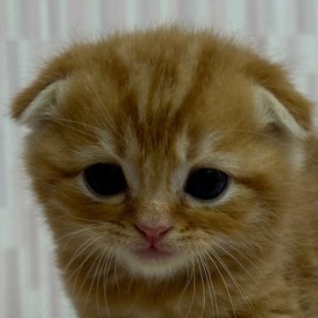 スコティッシュフォールド(折れ耳)【千葉県・男の子・2023年11月14日・レッドタビー（ショートヘア）】の写真「チャトラ柄ファンの方にオススメ！」