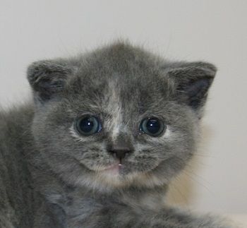 ブリティッシュショートヘア【千葉県・女の子・2017年7月31日・ブルークリーム】の写真「両親チャンピオンです！」