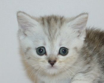 ミヌエット【千葉県・女の子・2019年4月10日・シルバーパッチドタビー（ショートヘア）】の写真「足長の美人さん!!」