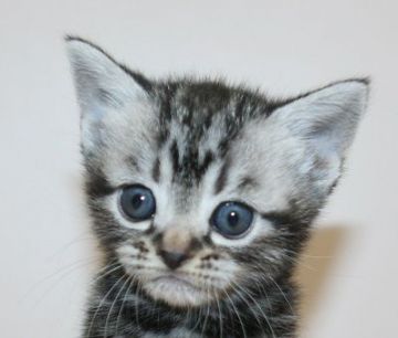 アメリカンショートヘア【千葉県・女の子・2020年3月5日・シルバータビー】の写真「予約制で個別に見学できます！」