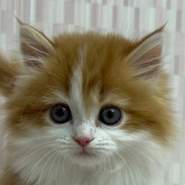 マンチカン【千葉県・女の子・2023年12月4日・レッドタビー&ホワイト（ロングヘア）】の写真「短足の乙女ちゃん！」