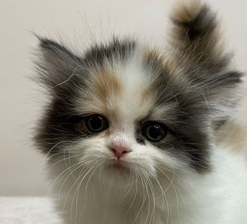 マンチカン【千葉県・女の子・2020年10月23日・キャリコ バン（ロングヘア）】の写真「短足の美人さん！ロングヘアです。」