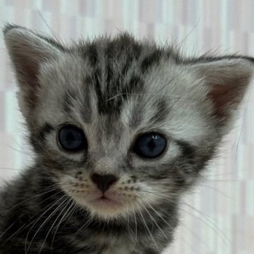 アメリカンショートヘア【千葉県・男の子・2024年3月16日・シルバータビー】の写真「綺麗な模様の男の子！」