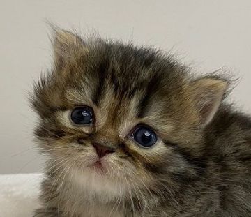 ミヌエット【千葉県・男の子・2020年5月17日・シェーデッドゴールデン（ロングヘア(短足））】の写真「短足＆ロングヘアの美男子君！」