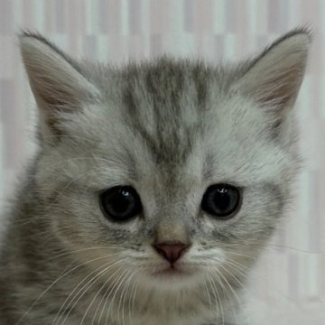 ミヌエット【千葉県・男の子・2023年5月12日・ブルータビー（ショートヘア）】の写真「足長のハンサムボーイ君！」