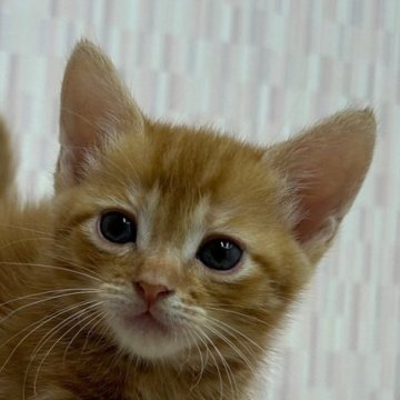 マンチカン【千葉県・女の子・2024年6月25日・レッドタビー（ショートヘア）】の写真「足長の乙女ちゃん！」