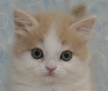 スコティッシュフォールド【千葉県・男の子・2013年3月14日・クリームタビー&ホワイト】の写真「ホワイトデー生まれのイケメン君！」
