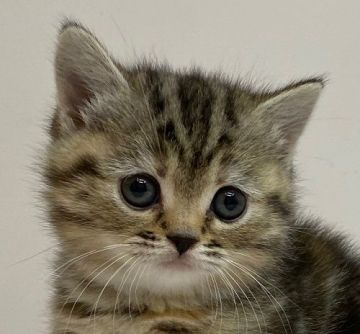 マンチカン(短足)【千葉県・女の子・2020年10月4日・ブラウンパッチドタビー（ロングヘア）】の写真「短足の乙女ちゃんです！」