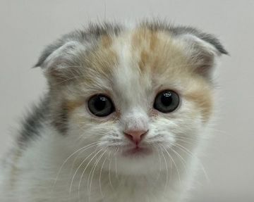 スコティッシュフォールド【千葉県・女の子・2021年10月2日・キャリコ（ショートヘア）】の写真「折れ耳の三毛ちゃん！」