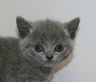 ブリティッシュショートヘア【千葉県・男の子・2017年5月5日・ブルー】の写真「こどもの日生まれの男の子！」