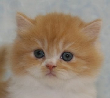 マンチカン【千葉県・男の子・2014年6月6日・レッドタビー&ホワイト（ロングヘア）】の写真「足長タイプのロングヘア！」