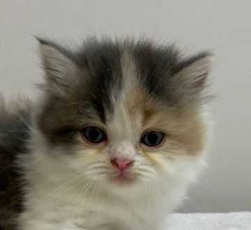 スコティッシュフォールド【千葉県・女の子・2020年6月20日・ダイリュートキャリコ（ロングヘア）】の写真「ハイブリッド交配のスコちゃんです！」