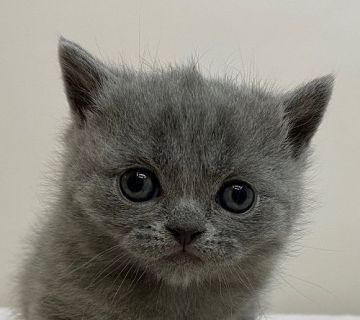 ブリティッシュショートヘア【千葉県・男の子・2021年1月6日・ブルー】の写真「パパはACCグランドチャンピオンです！」