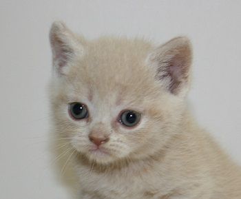 ブリティッシュショートヘア【千葉県・男の子・2017年7月31日・クリームタビー】の写真「両親チャンピオンです！」